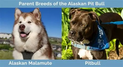 Alaskan Pit Bull ата-энелер породалары