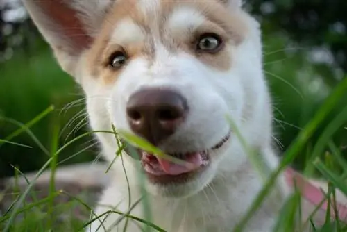 Alaskan Pit Bull (Alaskan Malamute & Pit Bull Mix): inligting, prente