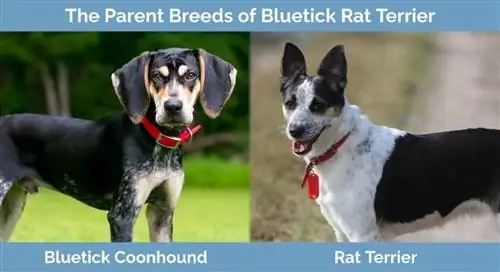 พ่อแม่พันธุ์ของ Bluetick Rat Terrier - Bluetick Coonhound และ Rat Terrier