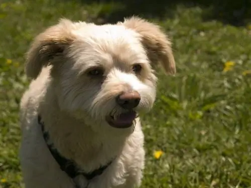 Eskapoo (American Eskimo & Poodle Mix)፡ መረጃ፣ ሥዕሎች፣ ባህሪያት