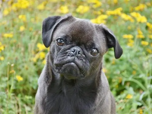 Japug (Japanese Chin & Pug Mix): ข้อมูล รูปภาพ ลักษณะ ข้อเท็จจริง