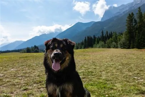 Euro Mountain Sheparnese - Bernese Mountain Dog & German Shepherd Mix: Maelezo, Picha, Ukweli, Sifa