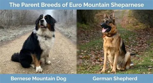 Euro Mountain Sheparnese vecāku šķirnes