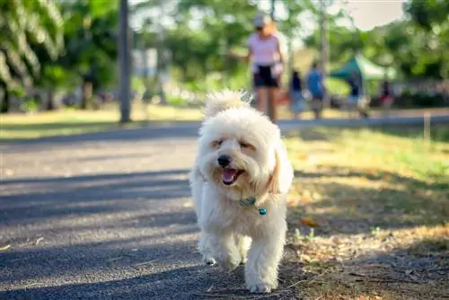 chó poodle terri-poo