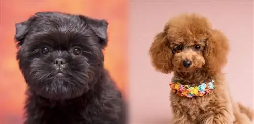 Affenpoo (Affenpinscher & Poodle Mix)