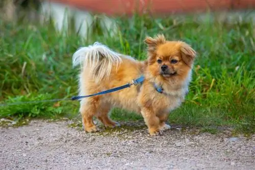 affenpinscher chihuahua karışımı