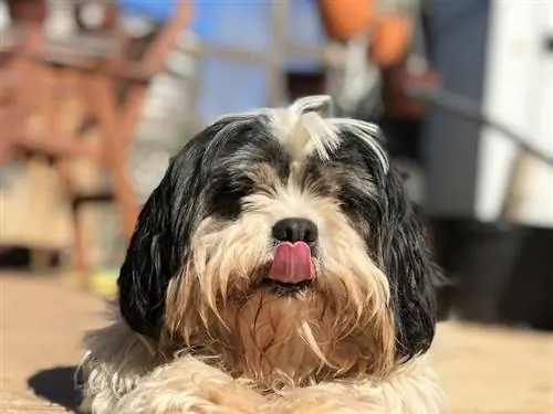 Cachorro Lhasalier com língua de fora