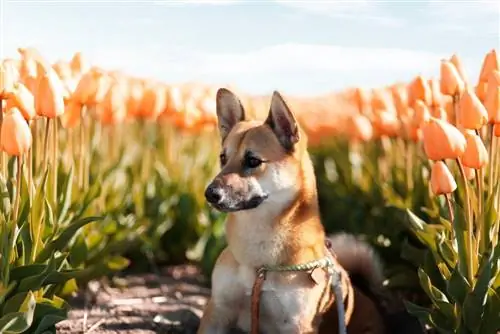 shiba corgi udenfor