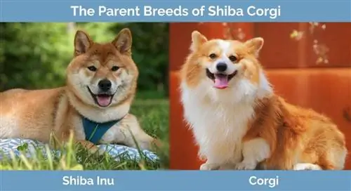 Forældreracer af Shiba Corgi