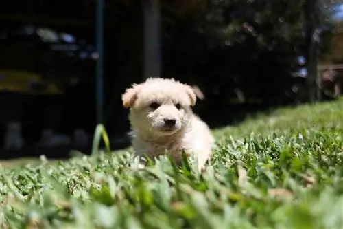 Doxie-Chon (Jazbečar & Bichon Frise Mix): informacije, slike, dejstva