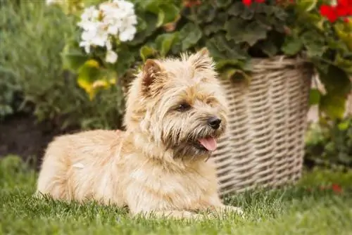 cairn terrier dans les fleurs d'herbe