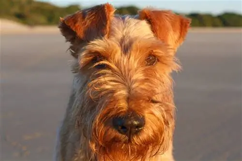 patterdale terrier bronzage