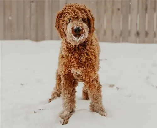 Goldendoodles rusketus