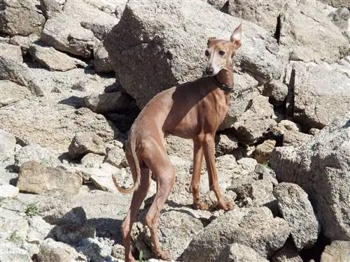 Galgo Espanol - Spanischer Windhund