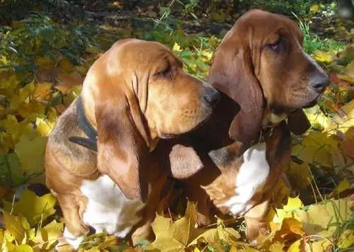 basset hound bronzé