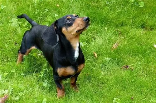 dachshund