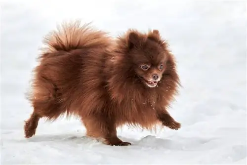 Καφέ Pomeranian που περπατά στο χιόνι