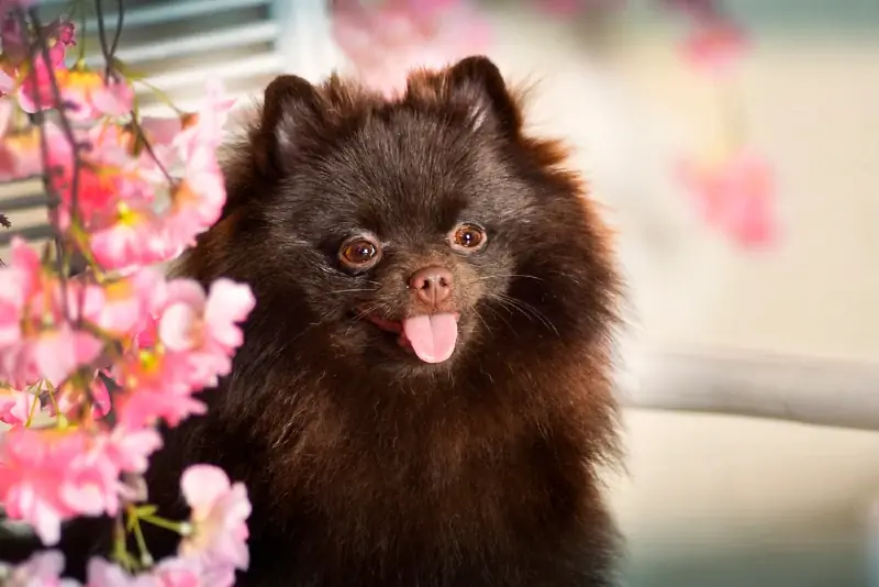 Chó Pomeranian màu nâu sô cô la