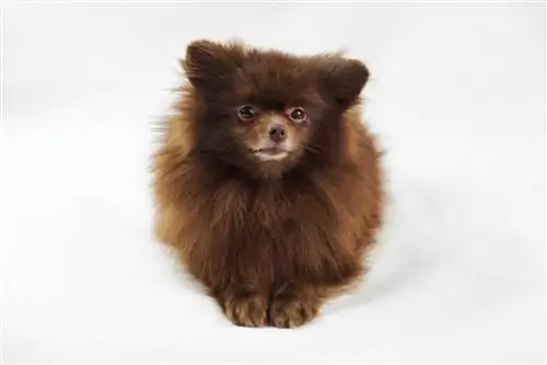 Jigarrang Pomeranian