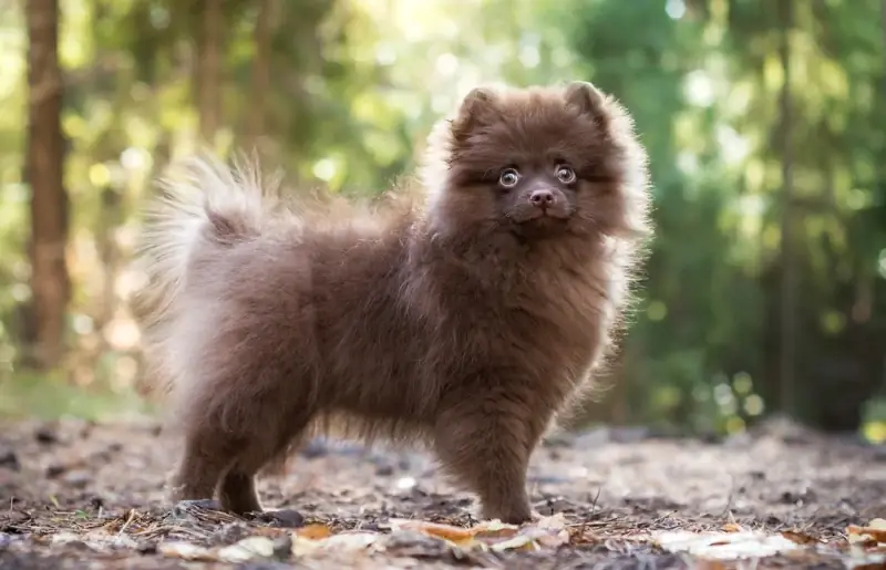 Brown Pomeranian: Mga Katotohanan, Pinagmulan & Kasaysayan (May Mga Larawan)