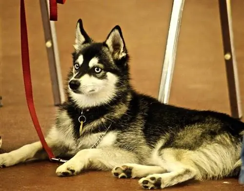 Aliaskos Klee Kai