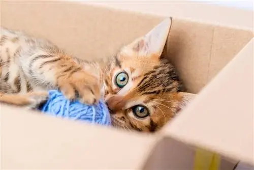 Kitten-in-a-box-playing-a-clue-yarn-ball