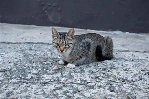 mabangis na pusa na nakahiga sa kalye