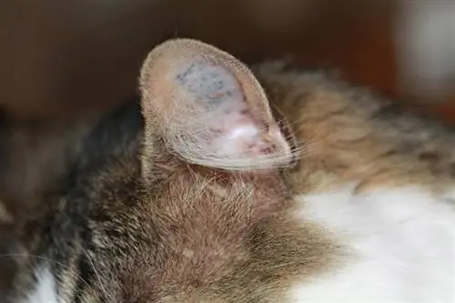 gros plan de l'oreille gauche d'un chat