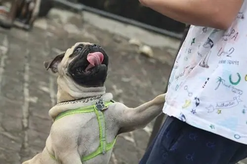 Pug melompat