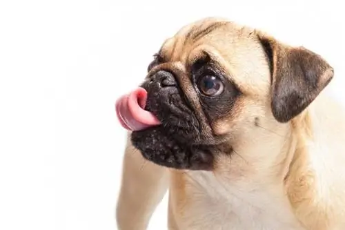 Pug licking