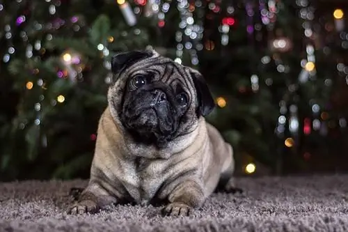 Pug wat op die grond lê