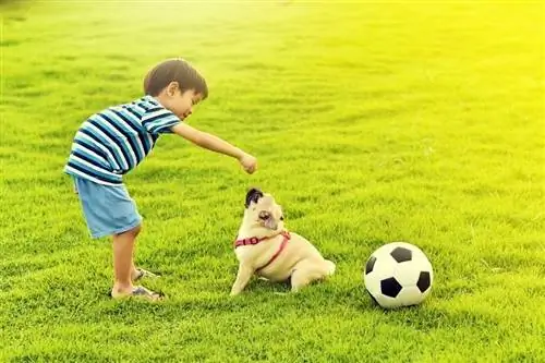 Budak-Asia-bermain-dengan-pug_Jarun-Ontakrai_shutterstock