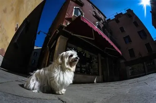 Cotonese (Coton de Tulear & M altese Mix): معلومات ، صور ، سمات