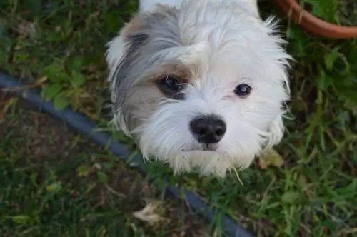 Un cachorro Coton Tzu