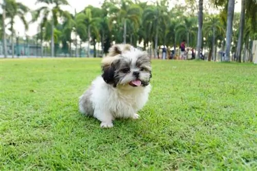 coton tzu correndo