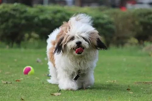 Coton Tzu (Coton de Tulear & Shih-Tzu Mix): Info, billeder, træk