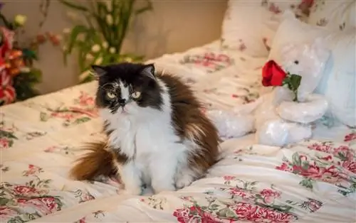 Persische ältere Katze auf dem Bett