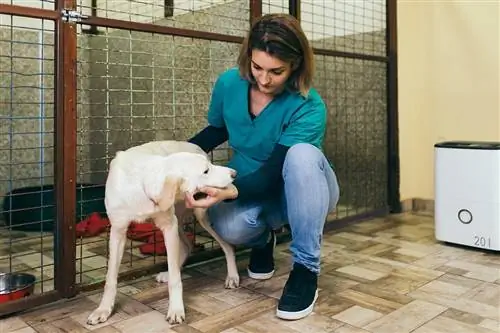 veterinario sosteniendo un perro