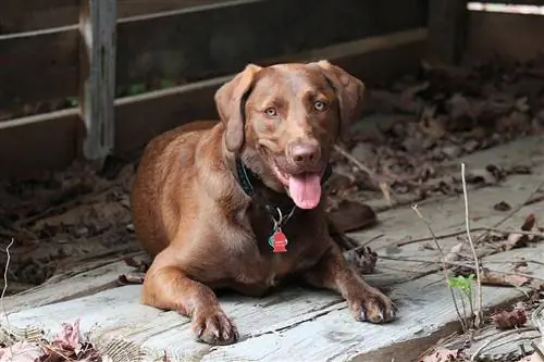 Chesador (Chesapeake Bay Retriever & Lab Mix): اطلاعات، عکس‌ها، حقایق