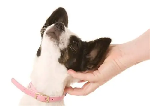 Bostillon (Boston Terrier & Papillon Mix): اطلاعات نژاد، تصاویر