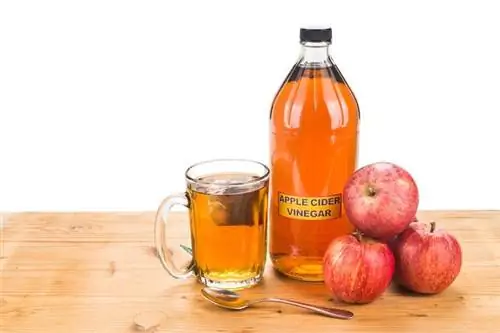 æble cider eddike