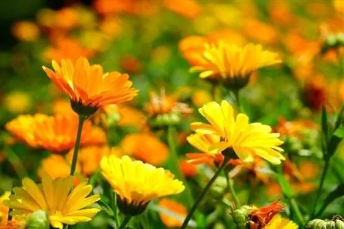 calendula plante