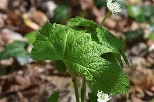 Goldenseal plante