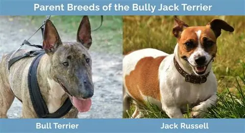 A Bully Jack terrier szülőfajtái