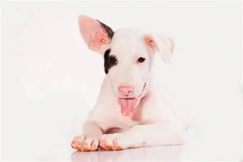 Bully Jack Terrier (Bull Terrier & Jack Russell Mix): Info, billeder, fakta