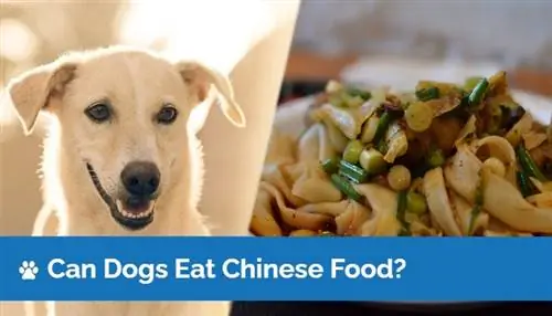 Dürfen Hunde chinesisches Essen essen? Was uns die Wissenschaft sagt