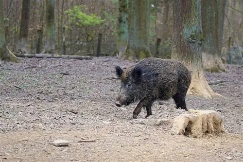 divji prašič v gozdu