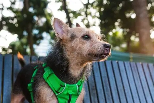 Ռուստարալյան (Australian Terrier & Jack Russell Mix): Տեղեկություններ, նկարներ