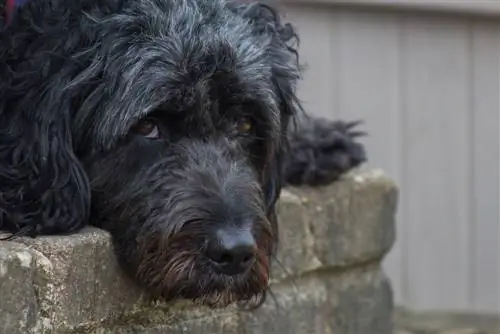 Springerdoodle raza de perro mixto