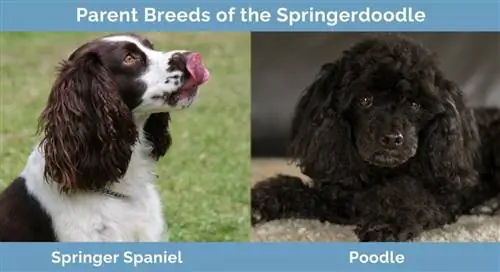 Γονικές φυλές του Springerdoodle